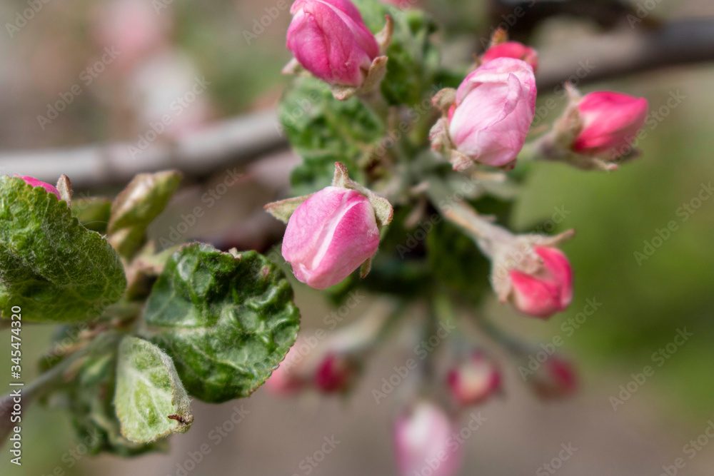 Blooming Apple tree in spring. Close up. Selective focus. Blooming Apple tree in spring. Close up. Selective focus.