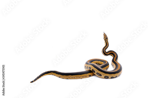 Boaconda Hybrid Boa constrictor imperator X Yellow Anaconda Eunectes notaeus