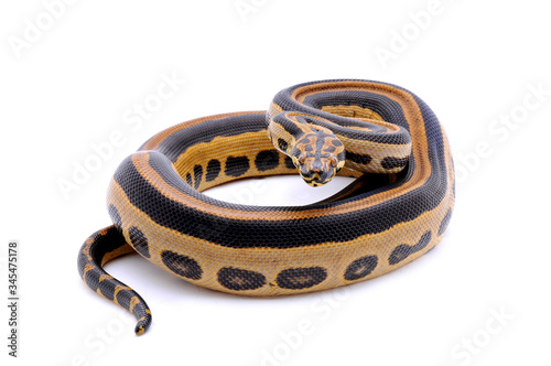 Boaconda Hybrid Boa constrictor imperator X Yellow Anaconda Eunectes notaeus