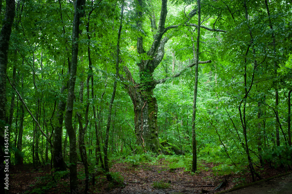 Naklejka premium 雨の原生林。白神山地のブナの森。