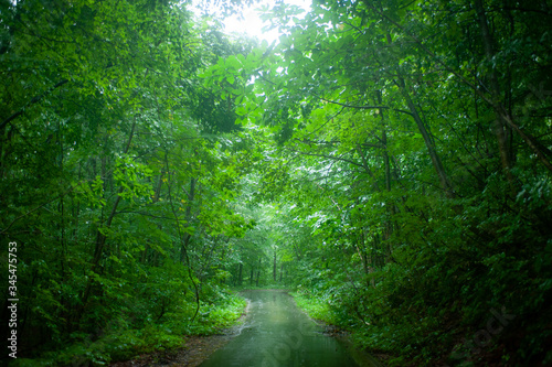 雨上がりの森の道