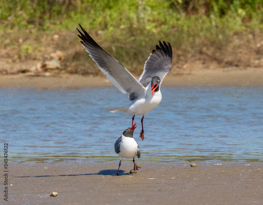 The courtship ritual of laughing gulls (Leucophaeus atricilla) The courtship ritual of laughing gulls (Leucophaeus atricilla)