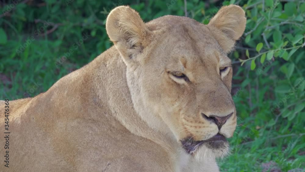 Lioness Lazily Observing In Savuti Marsh. Botswana - closeup shot Lioness Lazily Observing In Savuti Marsh. Botswana - closeup shot