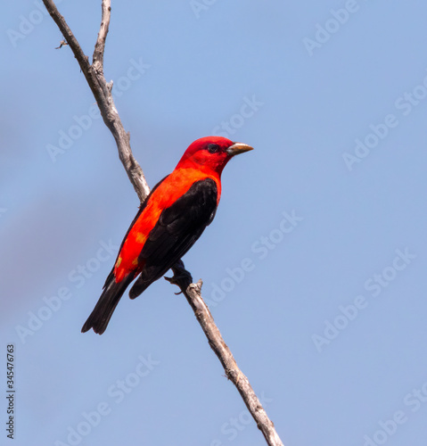 Scarlet Tanager (Piranga olivacea) Perched On Branch