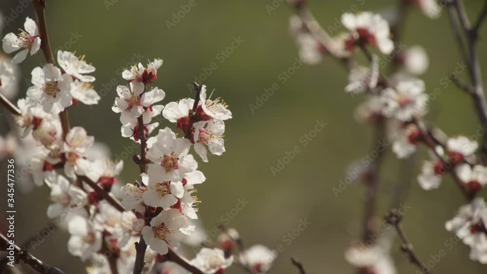 A bee flying around the almond blossom A bee flying around the almond blossom