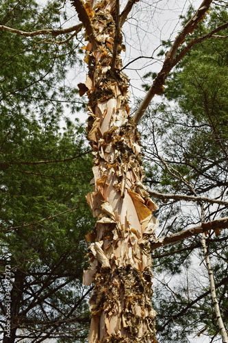 Daurian birch, or black birch of the far east (lat. Betula dahurica).