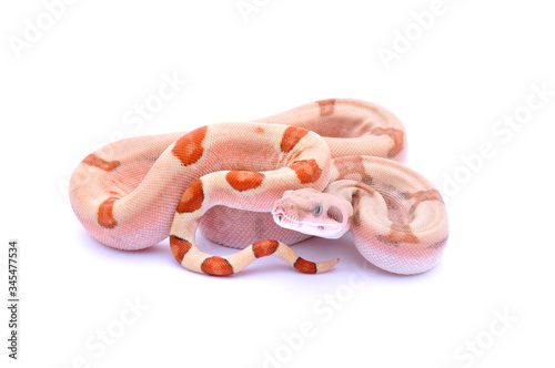 Photography Boa constrictor imperator hypo fire VPI
