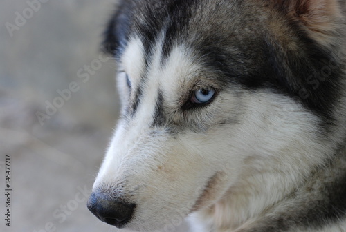cute Siberian husky dog
