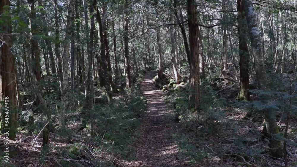 Eerie forest path in Aokigahara Jukai, the sea of trees in Japan Eerie forest path in Aokigahara Jukai, the sea of trees in Japan