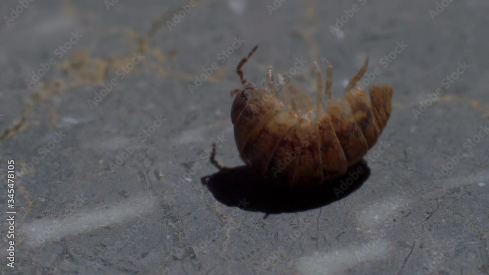Armored bug trying to roll up into ball as a defense but fail to roll on a stone pavement, pill bug in Mediterranean climate environment . Roly poly lying on their back. Armored bug trying to roll up into ball as a defense but fail to roll on a stone pavement, pill bug in Mediterranean climate environment . Roly poly lying on their back.