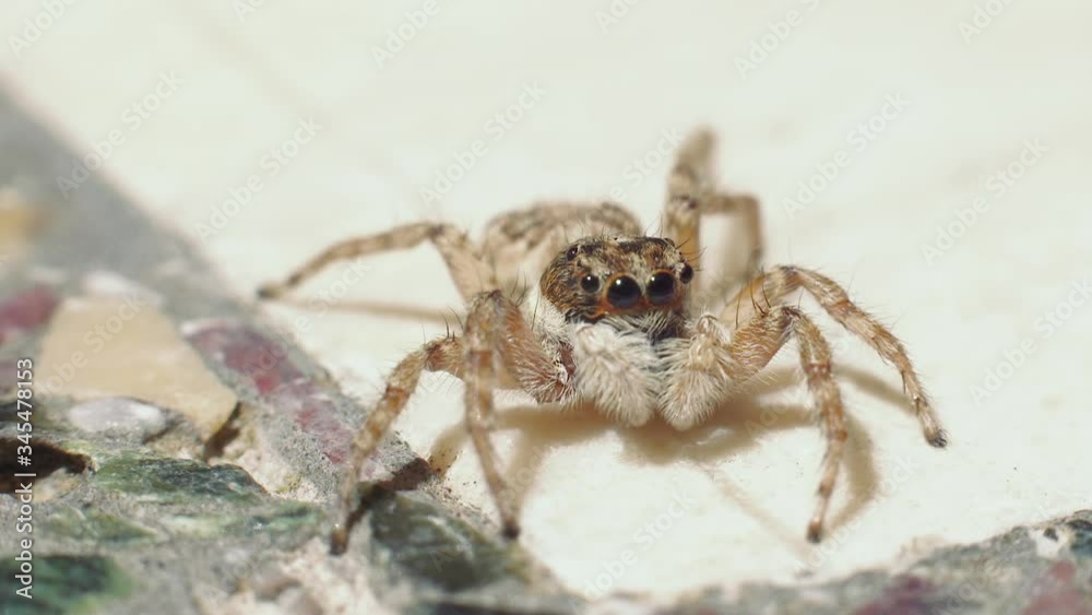 A closeup view of a jumping spider looking around and then quickly running away. A closeup view of a jumping spider looking around and then quickly running away.