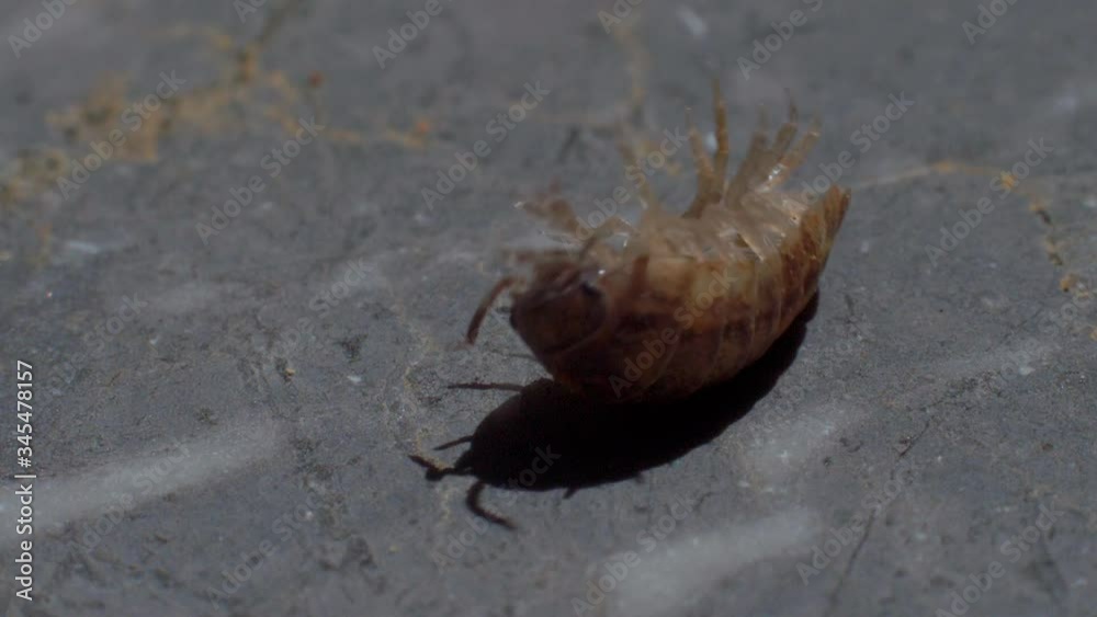 Close up view of a pill bug almost successfully get back on their but roll back to their back / roly poly trying to roll up into ball. Close up view of a pill bug almost successfully get back on their but roll back to their back / roly poly trying to roll up into ball.