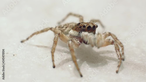Wallpaper Mural Extreme close up of Jumping spiders Torontodigital.ca