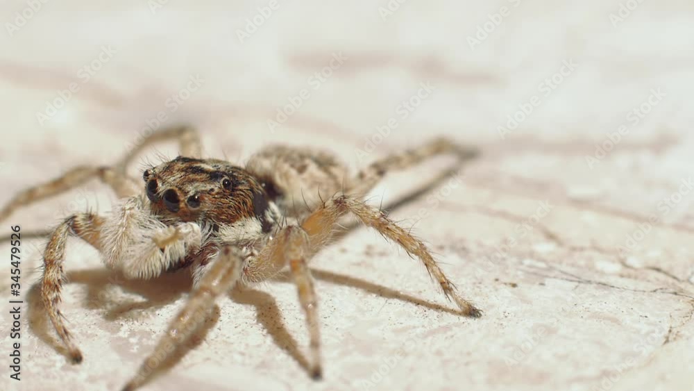 Close-up of jumping spider moving around on stone ground Close-up of jumping spider moving around on stone ground