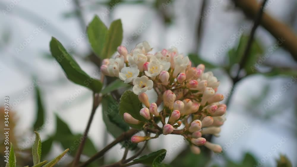 Beautiful close-up of spring blossom in shallow focus. Beautiful close-up of spring blossom in shallow focus.