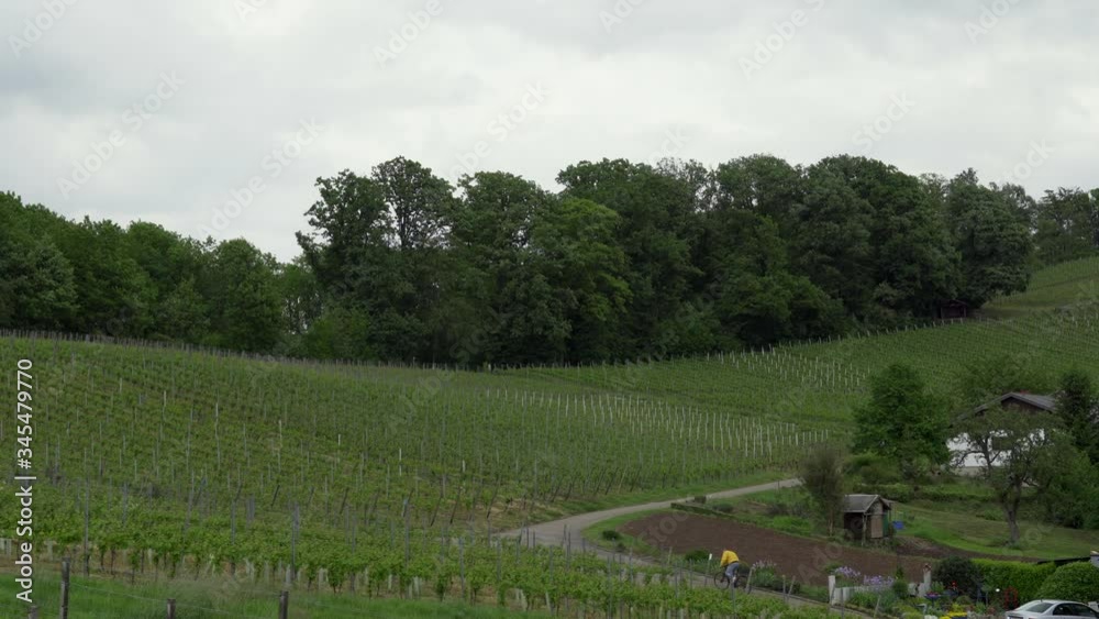 Cyclist rides up a vineyard on cloudy day. Steady wide shot. Cyclist rides up a vineyard on cloudy day. Steady wide shot.