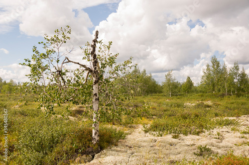 Birch grove and bright blue sky with white clouds. Green trees with yellow leaves in the early autumn forest. Travel on nature. White and black trunk. Landscapes, North photo