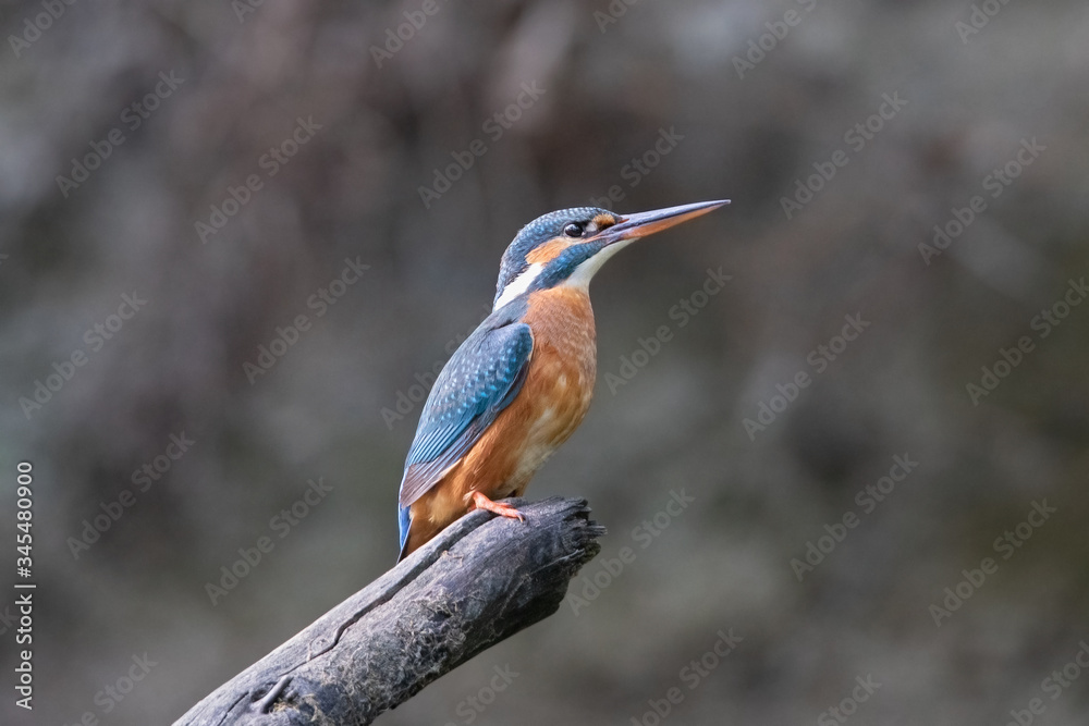 Naklejka premium Eisvogel - alcedo atthis