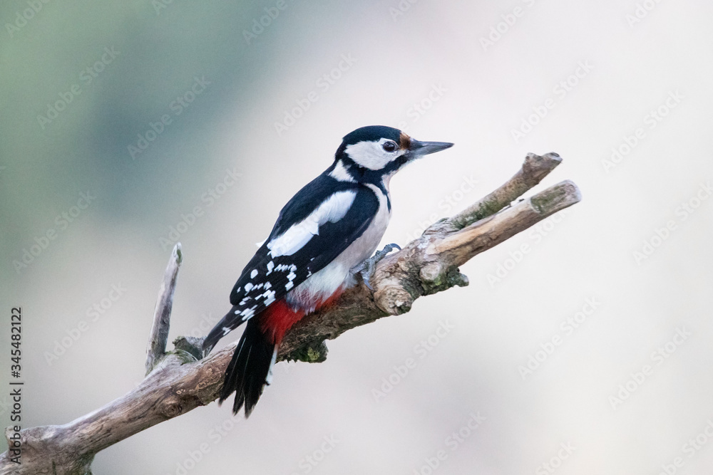 Obraz premium Buntspecht auf einem Ast