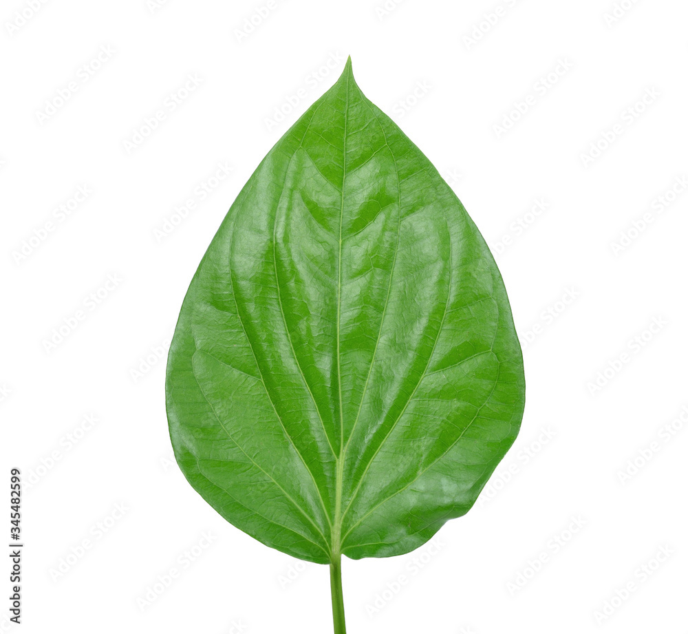 Obraz premium Green Piper betle leaf on white background