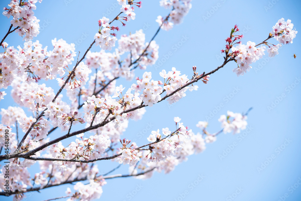 Cherry Blossoms　sakura　flower