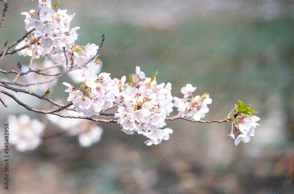 Cherry Blossoms　sakura　flower