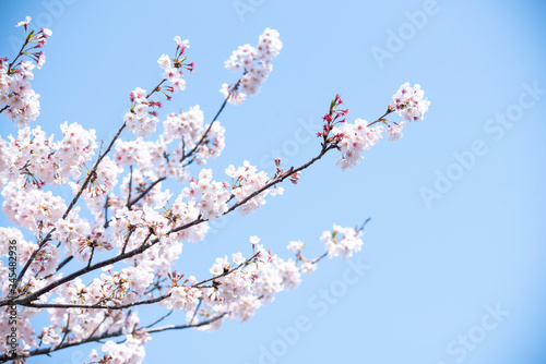 Cherry Blossoms sakura flower