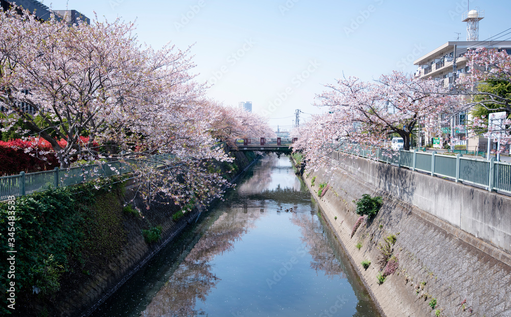 Cherry Blossoms sakura flower Cherry Blossoms sakura flower