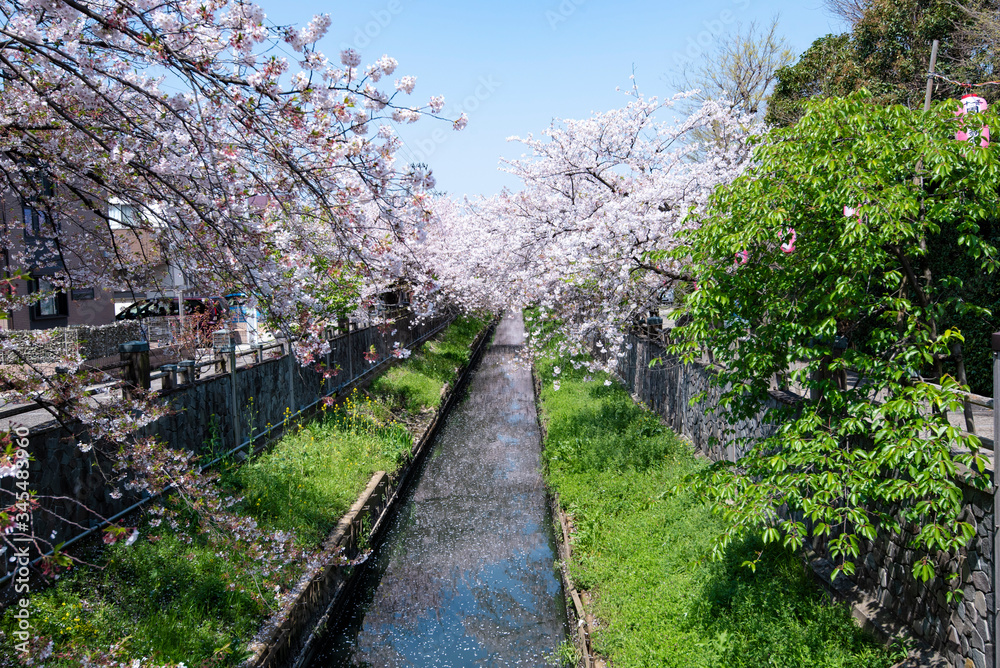 Cherry Blossoms sakura cherry tree flower Cherry Blossoms sakura cherry tree flower
