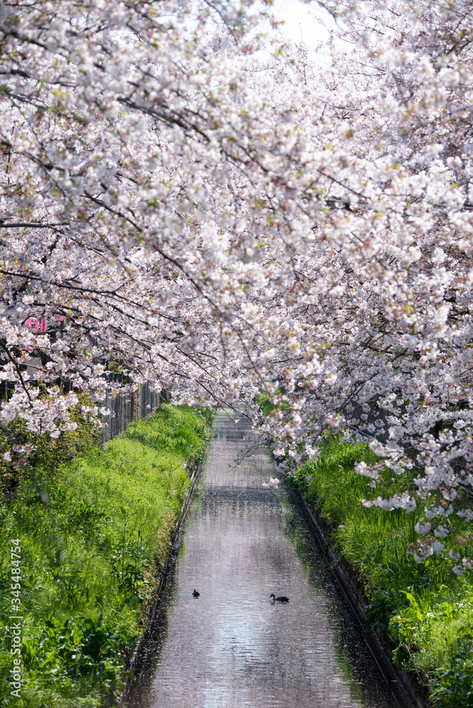 sakura flower Cherry Blossoms sakura flower Cherry Blossoms