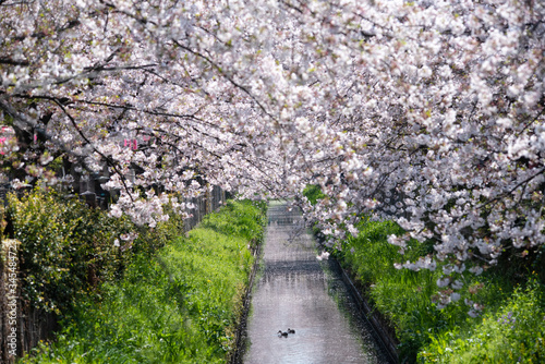 sakura flower Cherry Blossoms