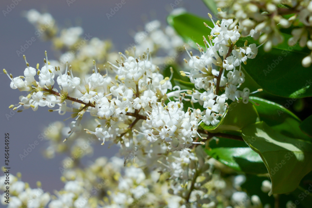 Cheyenne privet flower, beautiful white flower Cheyenne privet flower, beautiful white flower