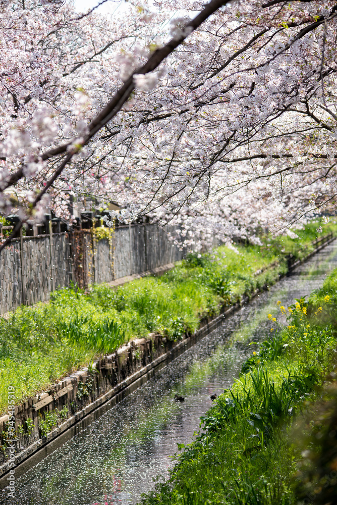 sakura flower Cherry Blossoms sakura flower Cherry Blossoms