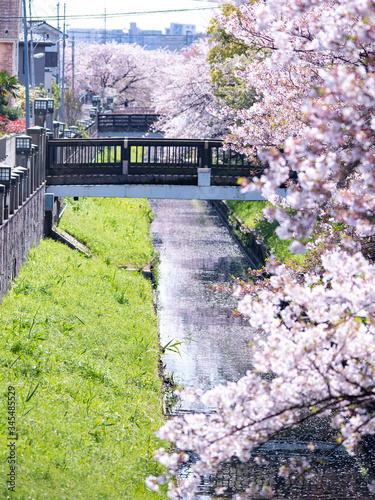 sakura flower Cherry Blossoms