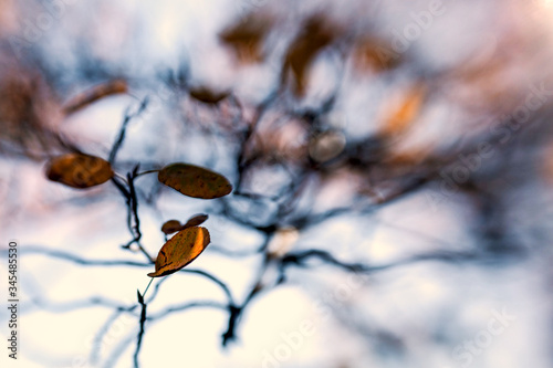 contemplative photography, autumn in motion photo