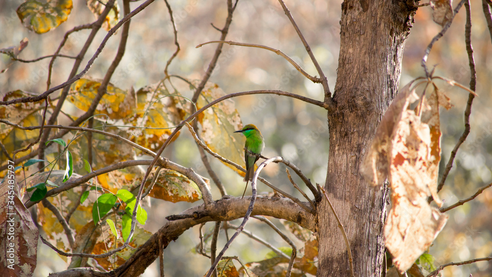 A Green Bee-eater in bhopal