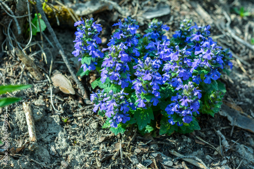 Ajuga genevensis stem with blue flowers. Herbaceous flowering plant native to Europe. photo