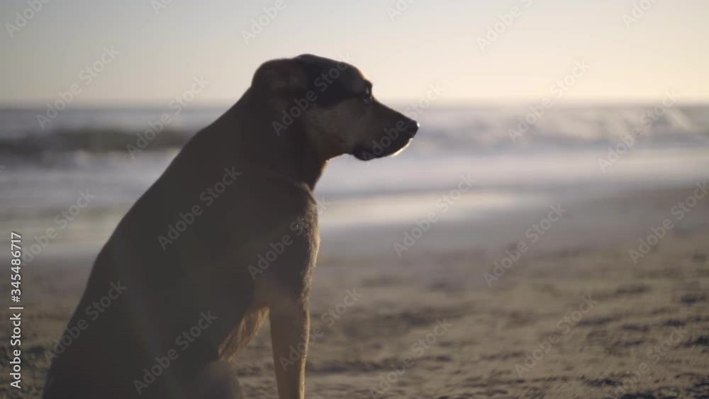 Dog Looks Solemnly at Camera by Ocean Dog Looks Solemnly at Camera by Ocean