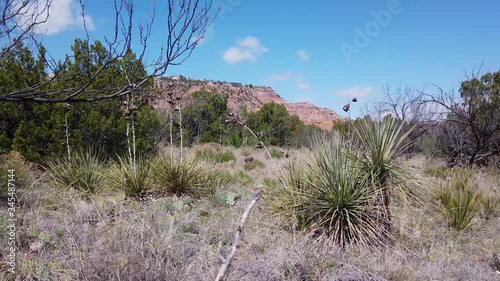 Truck shot of desert foliage in Palo Duro Canyon State Park, Texas photo