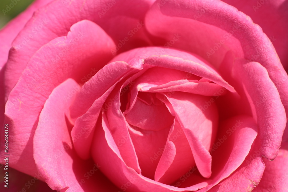 macro close up details of the patterns, folds and petals of the heart of a pink rose flower
