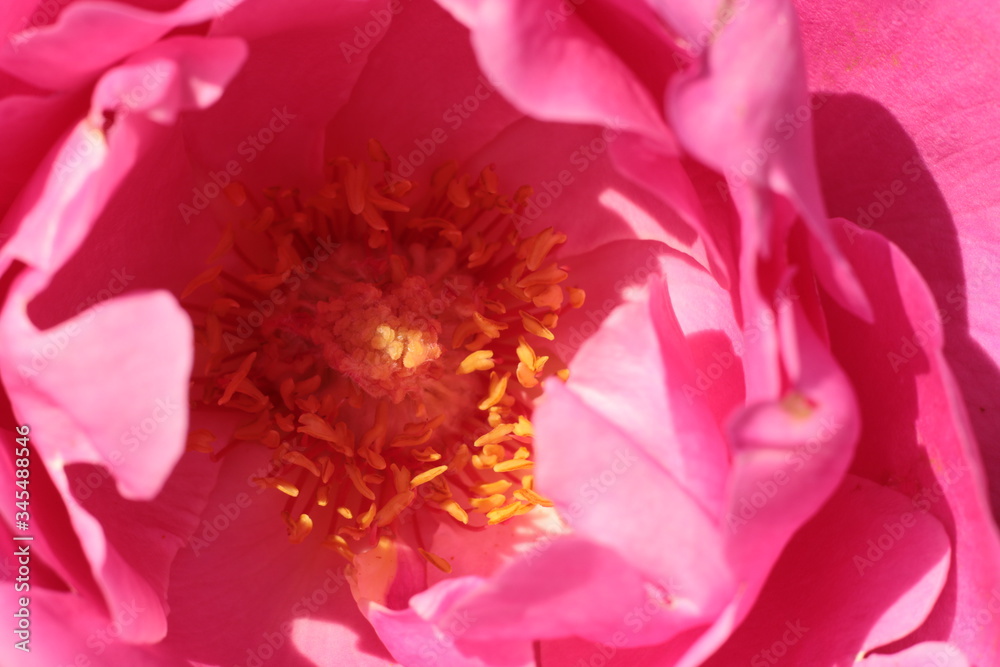 macro close-up of the petals, folds, patterns and pollen in the middle of a pink colored rose flower opening to the sun on a summer day, Australia macro close-up of the petals, folds, patterns and pollen in the middle of a pink colored rose flower opening to the sun on a summer day, Australia