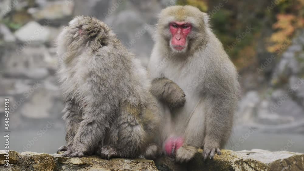 Japanese snow monkey / macaque of Jigokudani sitting on rock relaxing near a hot spring / onsen looking around. Wild native snow monkey being warm up by the hot spring. Japanese snow monkey / macaque of Jigokudani sitting on rock relaxing near a hot spring / onsen looking around. Wild native snow monkey being warm up by the hot spring.