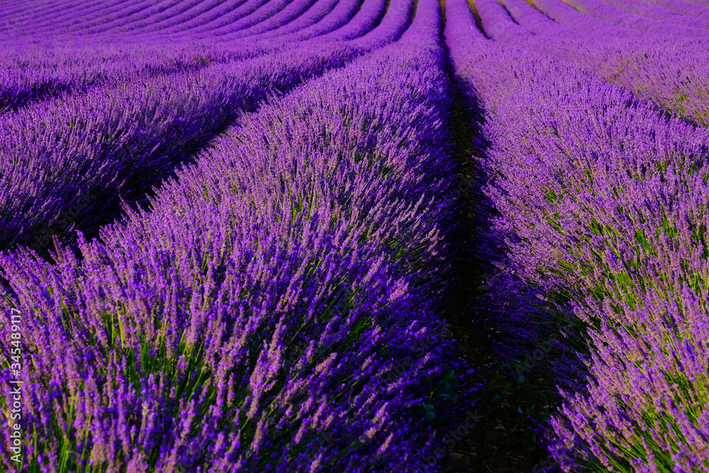 Lavender flower blooming scented fields in endless rows. Provence, France.