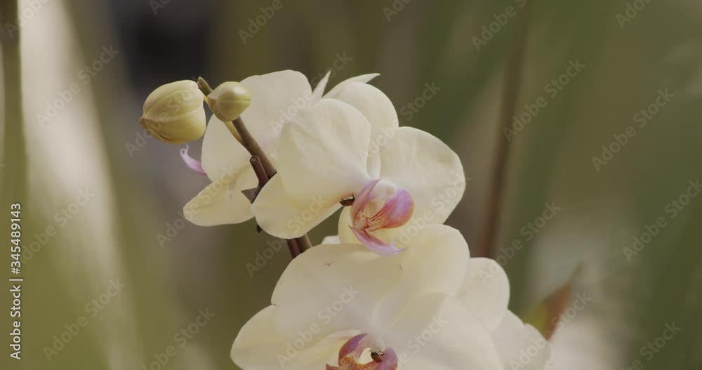 Ladybugs On Lovely White Orchids - Closeup Shot Ladybugs On Lovely White Orchids - Closeup Shot