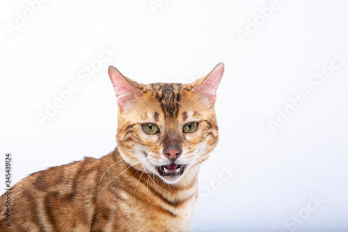 줄무늬가 있는 귀여운 벵갈 고양이 © EunKyung
