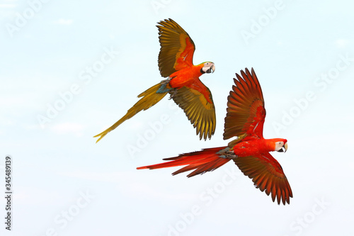 Colorful macaw parrots flying in the sky , Freedom concept © Passakorn
