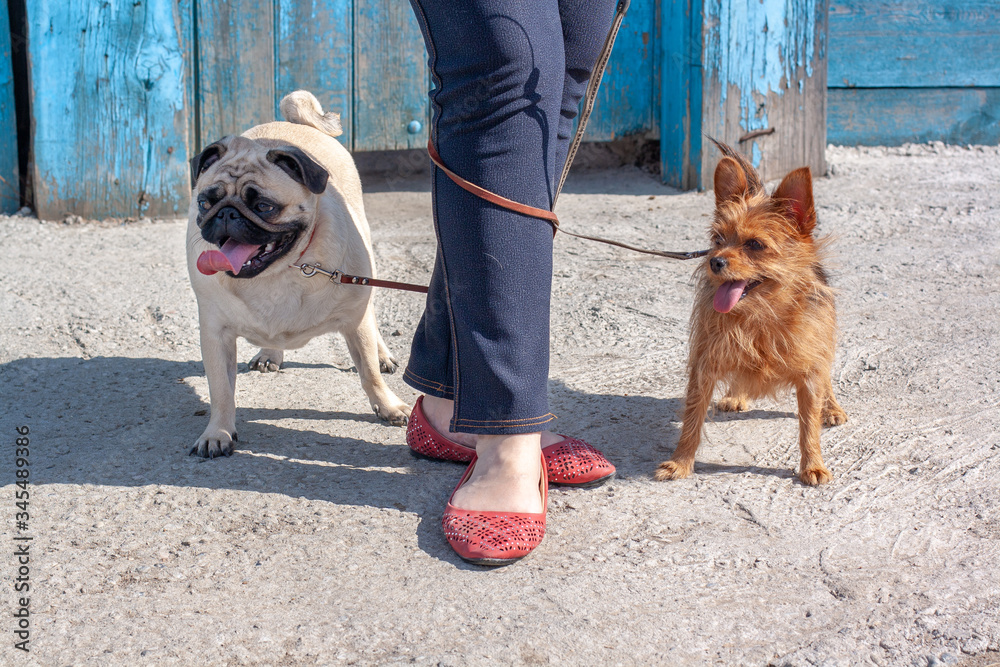Funny dogs tangled the leashes at the girl's legs. Fat Pug and disheveled Yorkshire Terrier stand with their tongues hanging out. Horizontal.