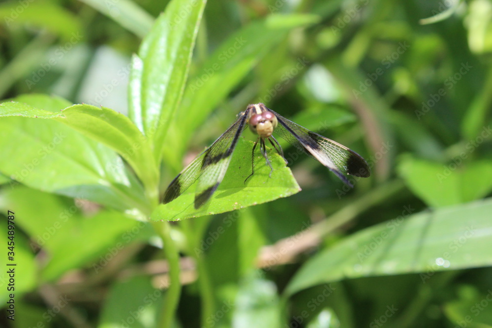 dragonfly on a green leaf dragonfly on a green leaf