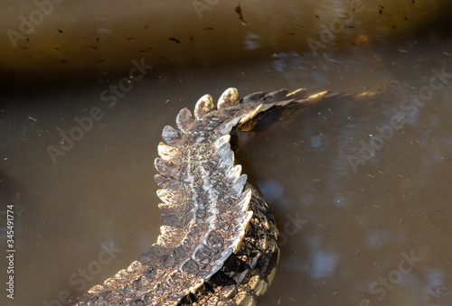 Close up Tail of Crocodile was Floating in The Swamp
