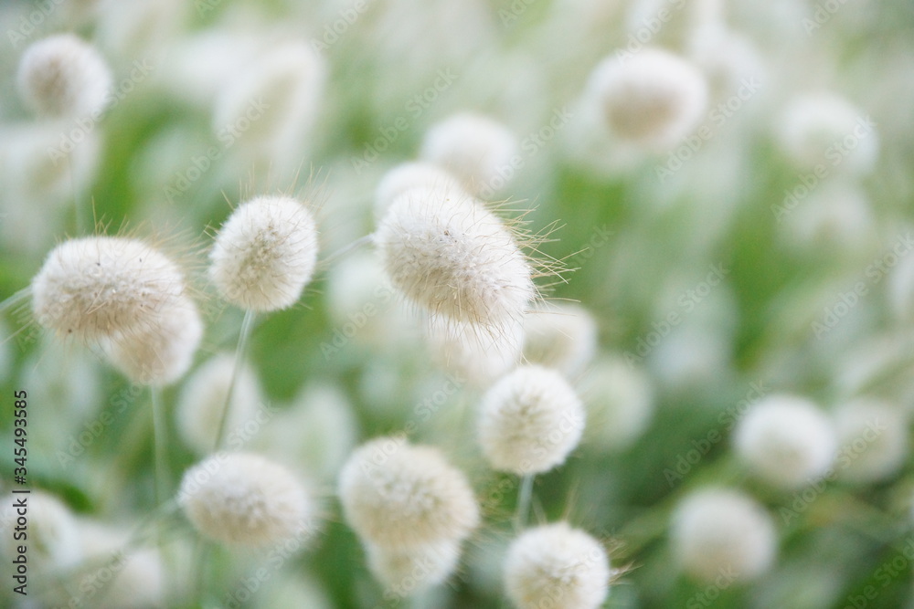 Obraz premium ラグラスバニーテール